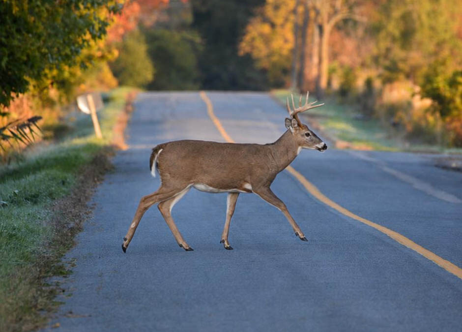 Deer Season & Autumn Driving: Navigating Fall Auto Hazards